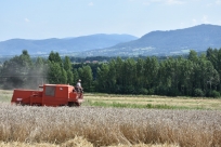 Żniwa w gminie Goleszów