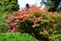 Krzak azalii w Arboretum w Wojsławicach