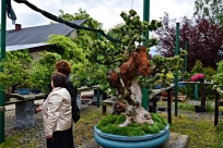 Bonsai - Ogrodnictwo w Janowicach