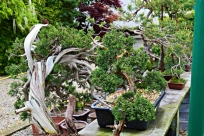 Bonsai  - ogrody w Janowicach