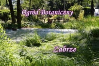 Staw w Ogrodzie Botanicznym