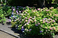 Hortensje