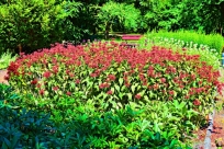 Ogród Botaniczny w Zabrzu