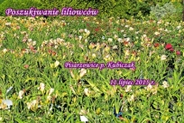 Łąka kwiatowa