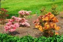 Pomarańczowa azalia dalej rhododendrony