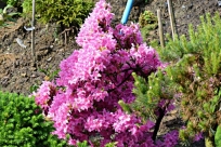 Rhododendron Rasputin