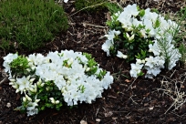 Rhododendron biały Cunninham White