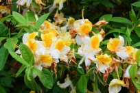 Rhododendron  odmiany Azuro