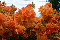 Rhododendron odmiany  Bangkok