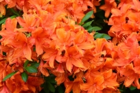 Rhododendron odmiany Orange