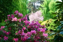 Rhododendron w Ogrodzie Botanicznym