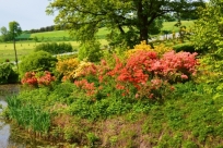 Rhododendrony nad brzegiem stawu