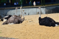 Strusie Australijskie we Wrocławskim ZOO