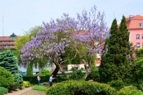 Wisteria - Glicynia Ogród Wrocław