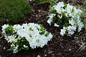 Rhododendron biały Cunninham White